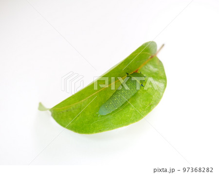 イモムシ　芋虫　幼虫　アオスジアゲハ　アゲハチョウ 97368282