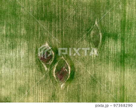 Power pylons in green field. Aerial view on Green wheat field with power pylons in countryside. Field of wheat blowing in the wind on sunset. Agronomy, industry and food production. 97368290