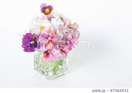 パンジー　ビオラ　多種 97368432