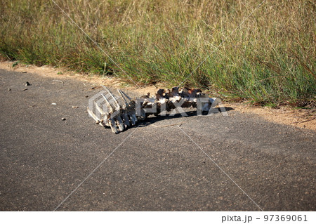 アフリカ　クルーガー国立公園　道端の屍 97369061