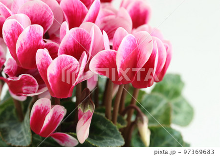 ガーデンシクラメンの鉢植え ガーデンシクラメンの鉢植え 97369683