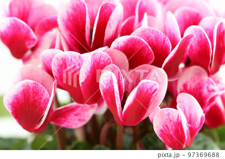 ガーデンシクラメンの鉢植え 97369688