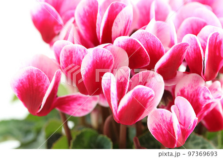 ガーデンシクラメンの鉢植え ガーデンシクラメンの鉢植え 97369693