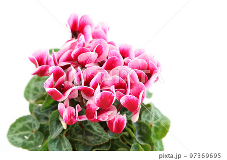 ガーデンシクラメンの鉢植え 97369695