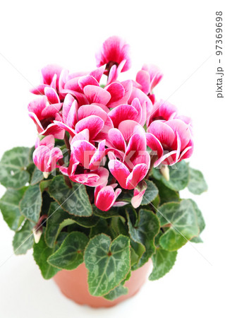 ガーデンシクラメンの鉢植え 97369698