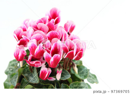 ガーデンシクラメンの鉢植え 97369705