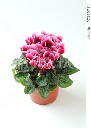 ガーデンシクラメンの鉢植え 97369714
