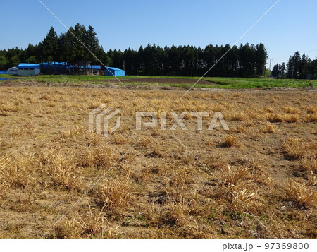 農薬散布後圃場 97369800