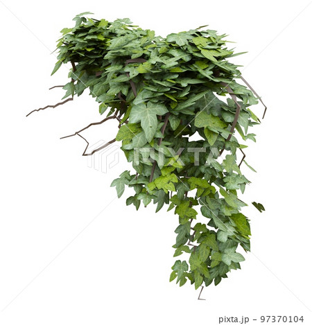 Climbing plants ivy isolated on white background 3d illustration 97370104