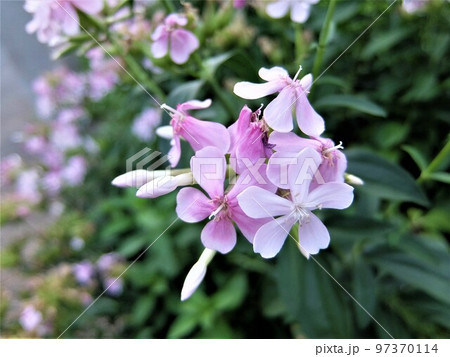 甘い香りのする穂状の花は晩春から夏に咲きます 甘い香りのする穂状の花は晩春から夏に咲きます 97370114