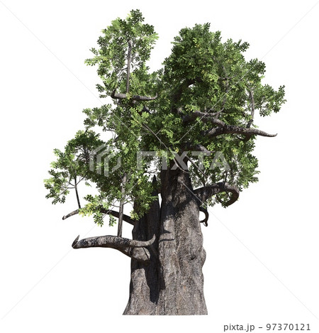 Fantasy tree 3d illustration isolated on white background 97370121