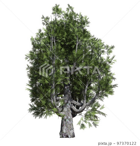 Fantasy tree 3d illustration isolated on white background 97370122