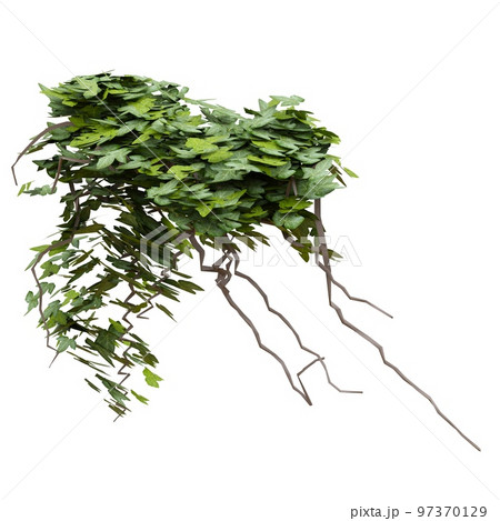 Climbing plants ivy isolated on white background 3d illustration 97370129