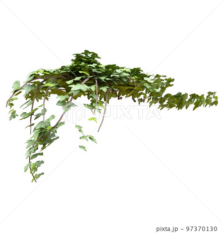 Climbing plants ivy isolated on white background 3d illustration 97370130