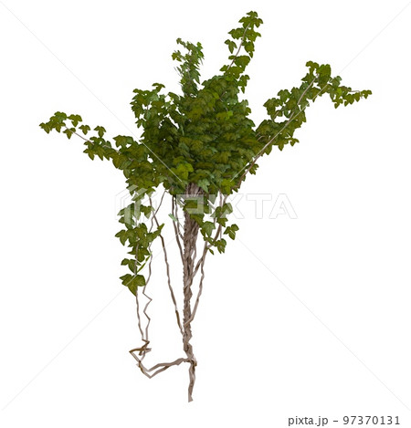 Climbing plants ivy isolated on white background 3d illustration 97370131