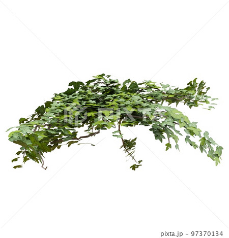 Climbing plants ivy isolated on white background 3d illustration 97370134