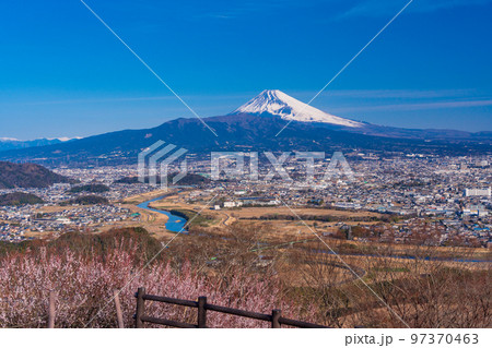 (静岡県)白梅咲く、伊豆・日守山から富士山 (静岡県)白梅咲く、伊豆・日守山から富士山 97370463