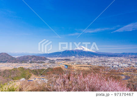 （静岡県）白梅咲く、伊豆・日守山から富士山 97370467