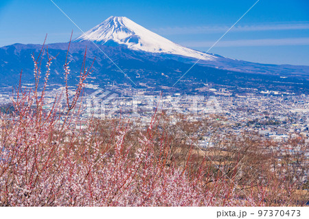 （静岡県）白梅咲く、伊豆・日守山から富士山 97370473
