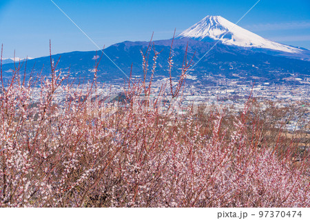 （静岡県）白梅咲く、伊豆・日守山から富士山 97370474