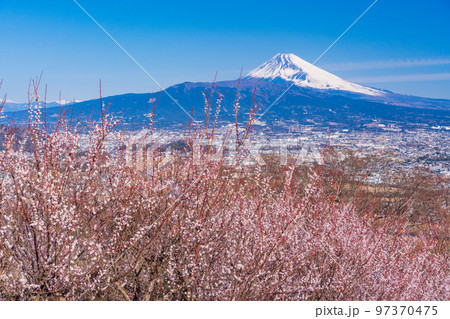 （静岡県）白梅咲く、伊豆・日守山から富士山 97370475