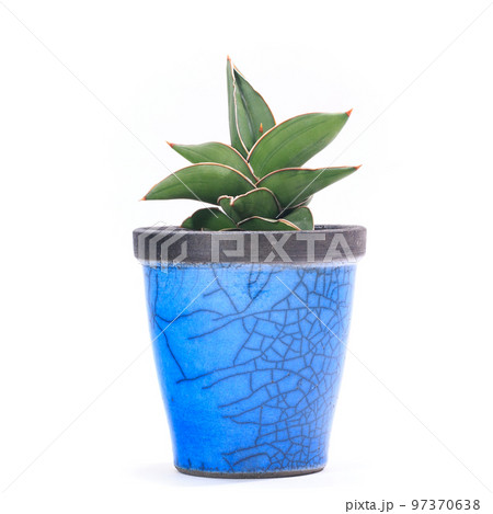 観葉植物、サンセベリア・サムライドワーフの鉢植え【白背景】 観葉植物、サンセベリア・サムライドワーフの鉢植え【白背景】 97370638