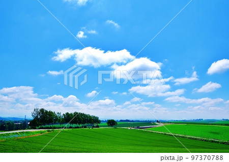 爽やかな夏の北海道美瑛町（白樺並木とセブンスターの木） 97370788
