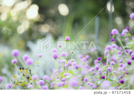 センニチコウの花 97371458