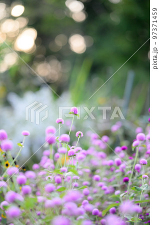 センニチコウの花 97371459