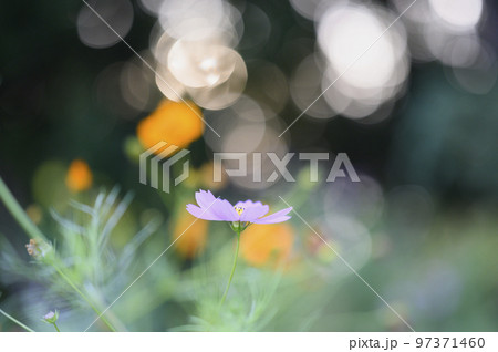 コスモスの花 コスモスの花 97371460