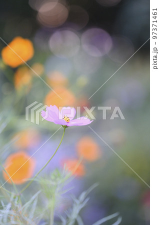 コスモスの花 コスモスの花 97371461
