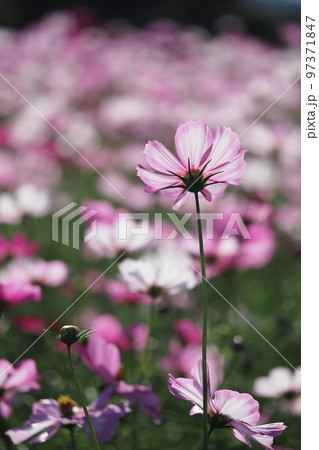 ピンクのコスモスの花一輪 ピンクのコスモスの花一輪 97371847