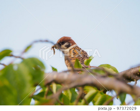幼虫を咥えたスズメ 97372029