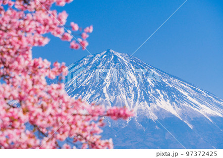 （静岡県）富士宮の早咲き桜、富士山 97372425