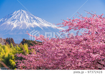 （静岡県）富士宮の早咲き桜、富士山 97372428