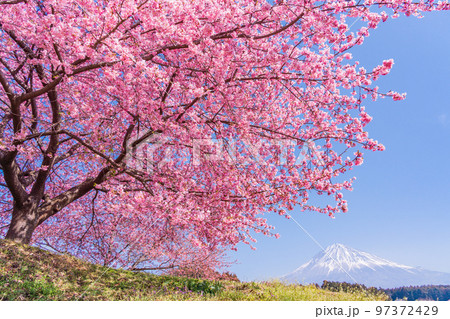 （静岡県）富士宮の早咲き桜、富士山 97372429