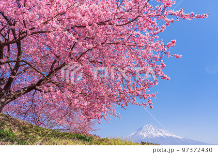 （静岡県）富士宮の早咲き桜、富士山 97372430