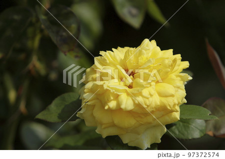 荒尾市　おもやい市民花壇　バラの花、 97372574