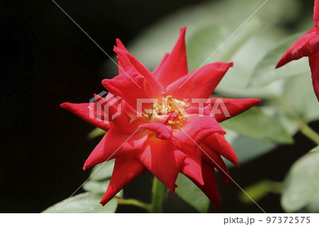 荒尾市　おもやい市民花壇　バラの花、 97372575