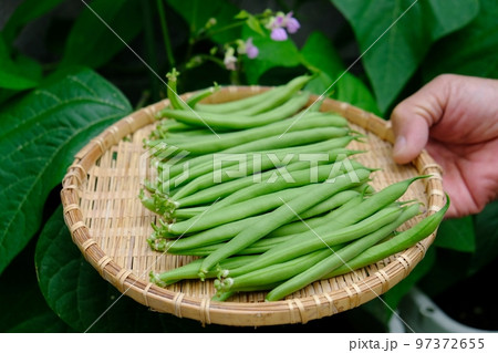 家庭菜園で育てたインゲン豆の収穫 97372655