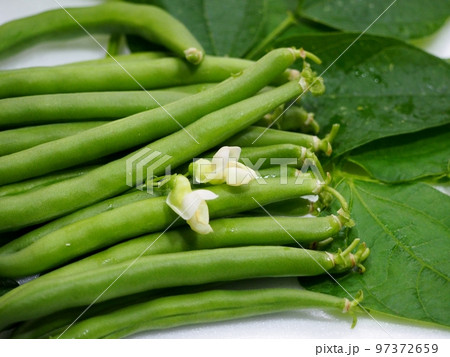 収穫したてのインゲン豆 97372659