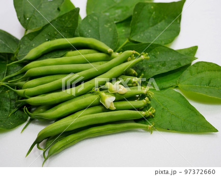 収穫したてのインゲン豆 収穫したてのインゲン豆 97372660