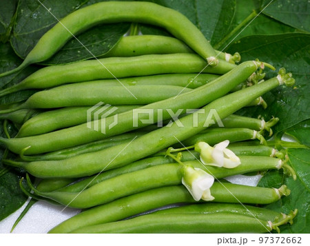 収穫したてのインゲン豆 収穫したてのインゲン豆 97372662
