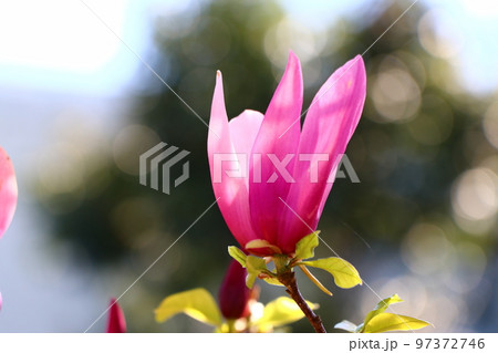 モクレンの花 モクレンの花 97372746
