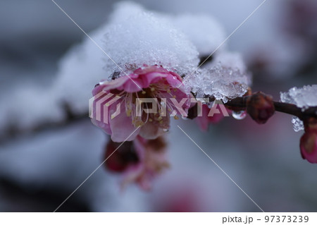 咲き始めた紅梅に積もった雪 97373239