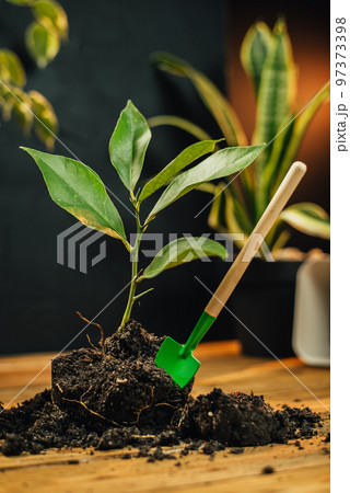 Household chores for transplanting flowers into a new pot. Household chores for transplanting flowers into a new pot. 97373398