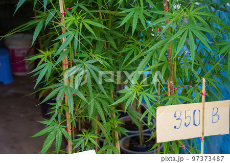 タイで販売されている大麻の苗(医療大麻解禁) タイで販売されている大麻の苗(医療大麻解禁) 97373487