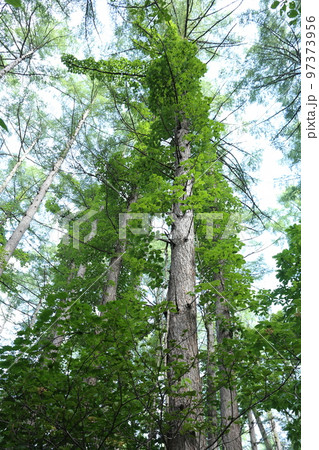 高原の大木にからみつく、ツタウルシ 97373956