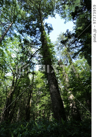 高原の大木にからみつく、ツタウルシ 97373959