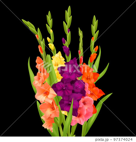 Realistic Gladiolus Flowers Realistic Gladiolus Flowers 97374024